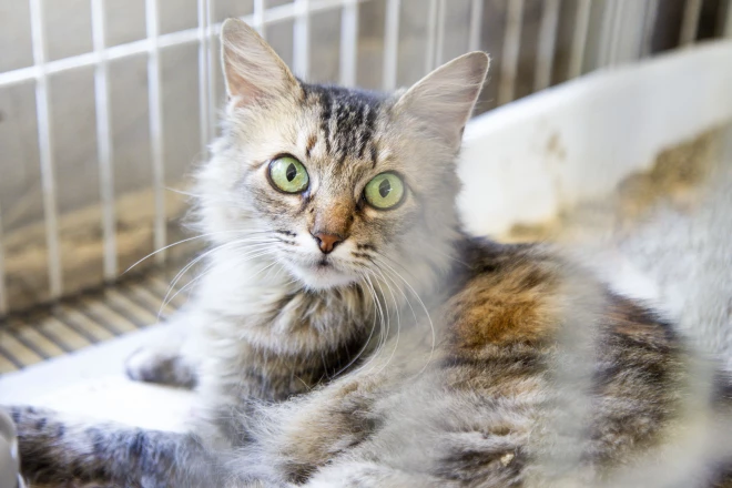 Gato de pelagem cinza e marrom, com olhos verdes, aparece deitado em uma cama dentro de um espaço cercado por grades. O animal olha diretamente para a câmera.